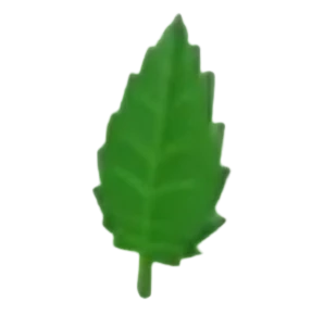Leaf